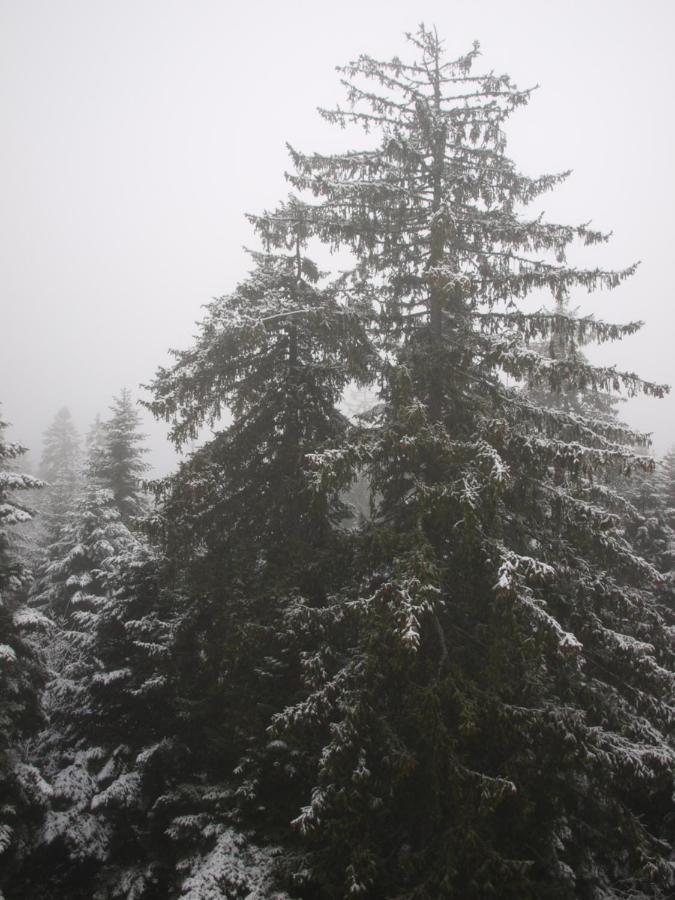 Borovets Forest View Екстер'єр фото